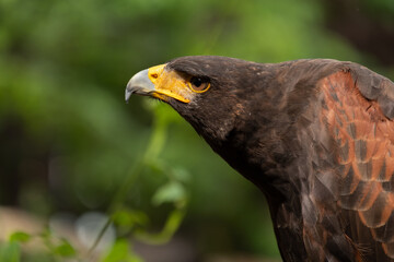 Close up image of Harris's hawk face.