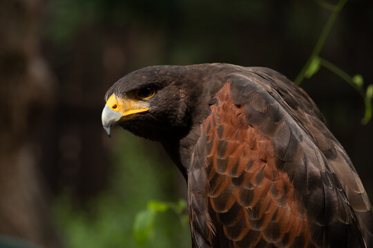 Close up image of Harris's hawk face.