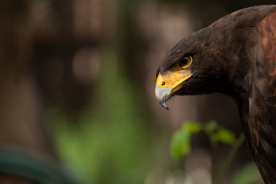 Close up image of Harris's hawk face.