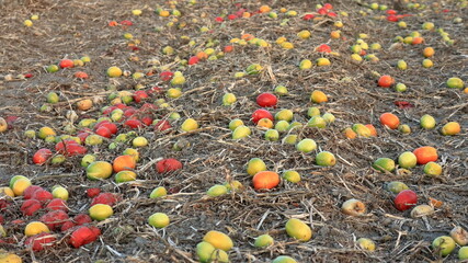 Pomodori sul campo dopo la raccolta meccanizzata