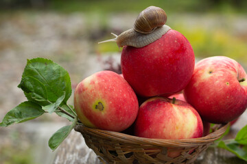 Freshly picked rosy apples in a woven basket, crowned by a snail, exemplifying nature's beauty and serenity.