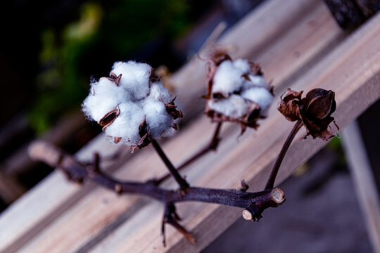 The cotton boxes have opened and are turning white on the branch.