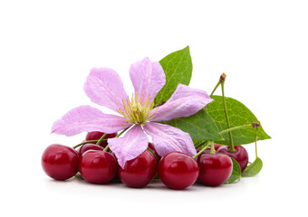 Purple clematis with cherries.