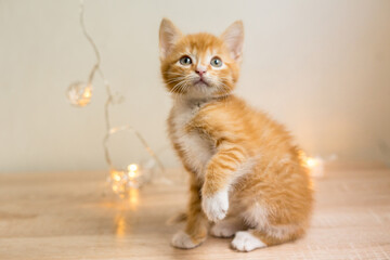 Cute orange kitten on a white background.