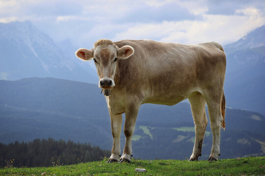 Brown Swiss Cow Stands on Grass in Beautiful Tyrol Nature. Alpine Domestic Cattle in Karwendel Alps during Summer.
