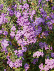 Langman's sage (Leucophyllum langmanae) in bloom in a garden on the French Riviera in August.