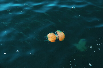 A barrel jellyfish, Rhizostoma pulmo, underwater in the Mediterranean sea
