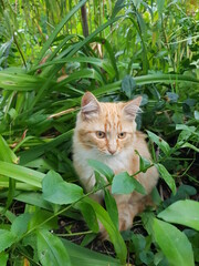 cat in the grass