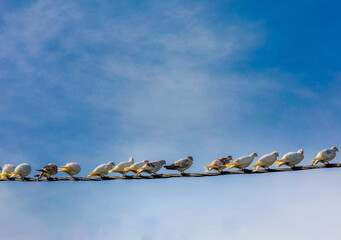 Birds On A Wire.  Sky in the background. Copy Space