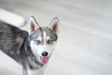 Portrait of purebred mini husky dog with open mouth