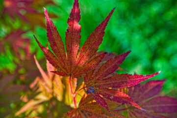 Czerwone, jesienne liście klonu palmowego  (acer palmatum). Red, autumn leaves of a palm maple...
