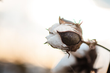 Cotton