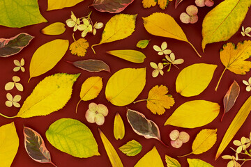 Fototapeta na wymiar Trending composition of autumn leaves. Nature background. Top view, flat lay, copy space.