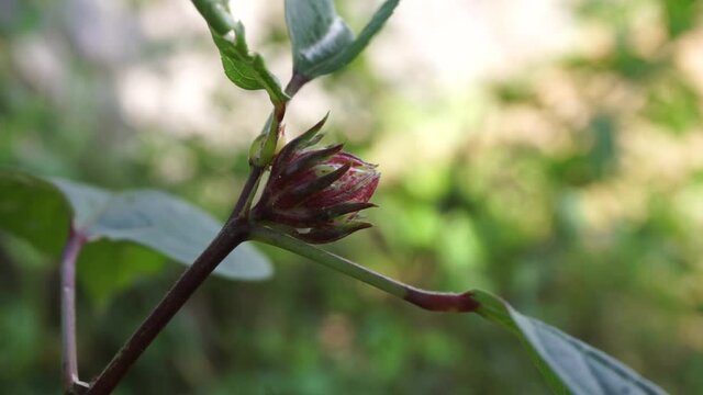 Rosella flower (also called roselle) with a natural background. Use as herbal drink and herbal medicine