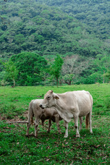 Naklejka premium cows in the field