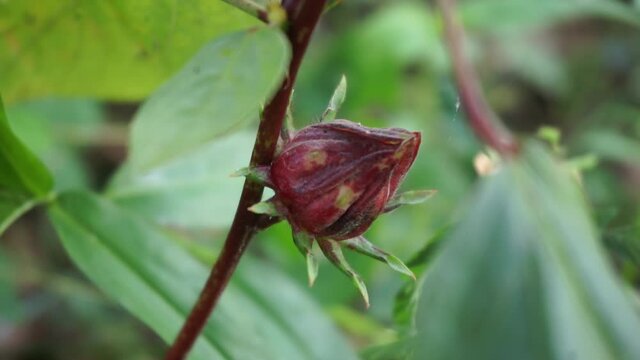 Rosella flower (also called roselle) with a natural background. Use as herbal drink and herbal medicine