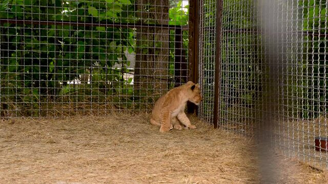 Little lion cub sitting in a cage at the zoo. 4k video.