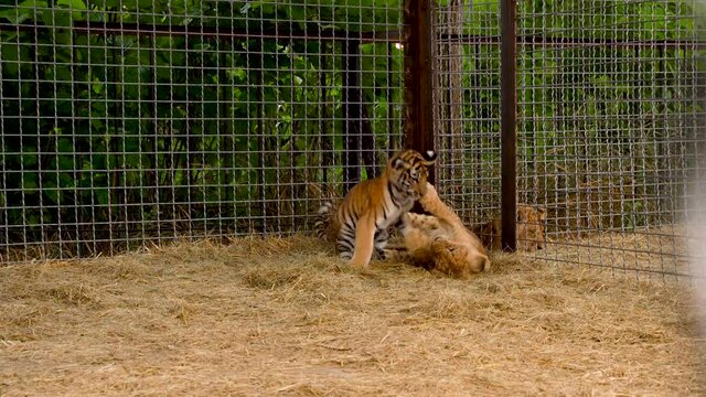 Little lion and tiger cub are playing biting each other. 4k video.