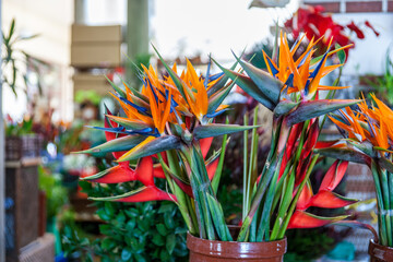 Des bouquets de strelitzias au marché de Funchal.