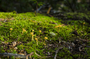 mushrooms and moss on the ground, parc régional seigneurie de la matapédia, québec, canada