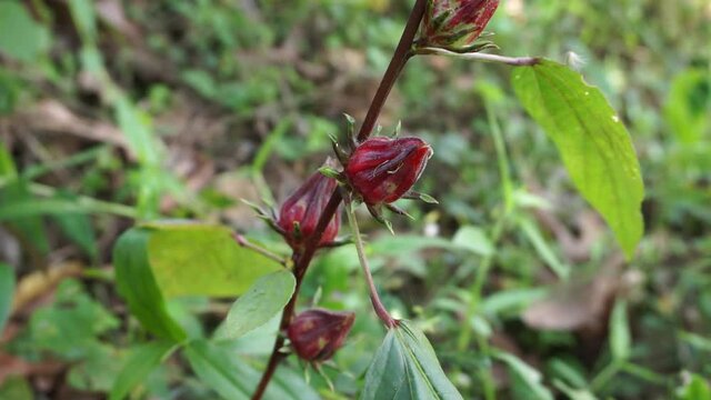 Rosella flower (also called roselle) with a natural background. Use as herbal drink and herbal medicine