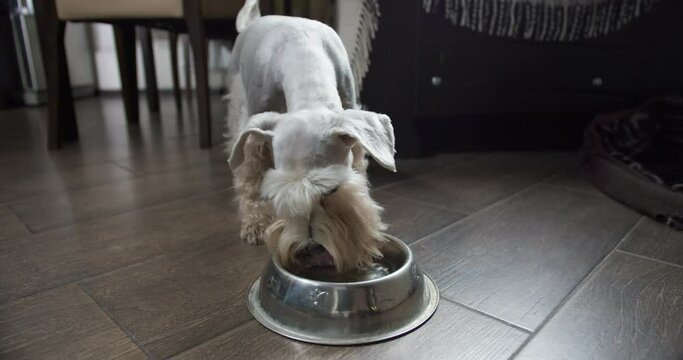 Beauty silver miniature schnauzer terrier dog, white terrier dog drinking water from a dog water bowl. Fresh water drink