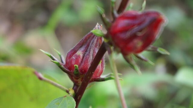 Rosella flower (also called roselle) with a natural background. Use as herbal drink and herbal medicine