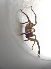 Spider in a tube with backlight