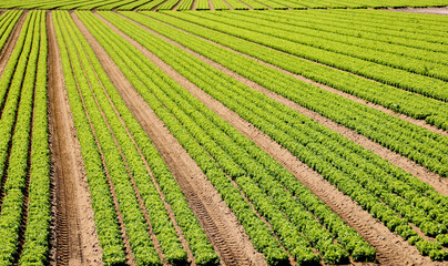 field of lettuce in intensive cultivation on sandy fertile soil