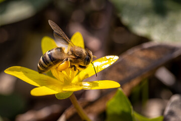 Fototapete bei efototapeten.de bestellen   