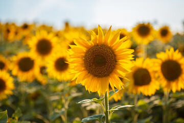 Sunflower field. Numerous golden-blooming sunflowers lit by warm sunlight from behind