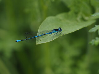 Azurjungfern gehören mit ihrer blauen und schwarzen Zeichnung zu den auffälligsten Libellen