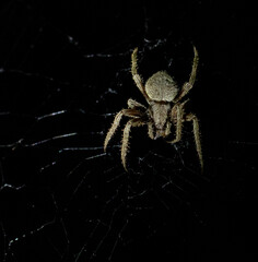 Spotted Orbweaver Spider