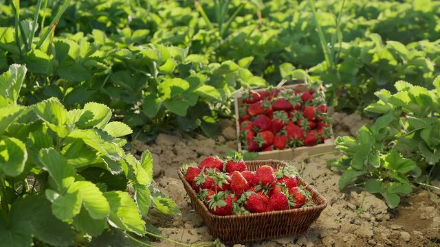 Strawberry field. Freshly picked strawberries grown outdoors in a basket. Against the background of a strawberry field there is a basket and a box of strawberries.