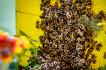 Fototapete bei efototapeten.de bestellen   