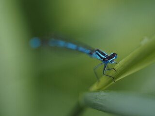 Azurjungfern gehören mit ihrer blauen und schwarzen Zeichnung zu den auffälligsten Libellen