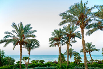 Fototapeta na wymiar date palms on a background of blue sky and sea.