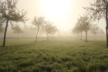 Fototapeta na wymiar Aufgehende Sonne auf einer Wiese mit Nebel