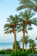 date palms on a background of blue sky and calm sea.