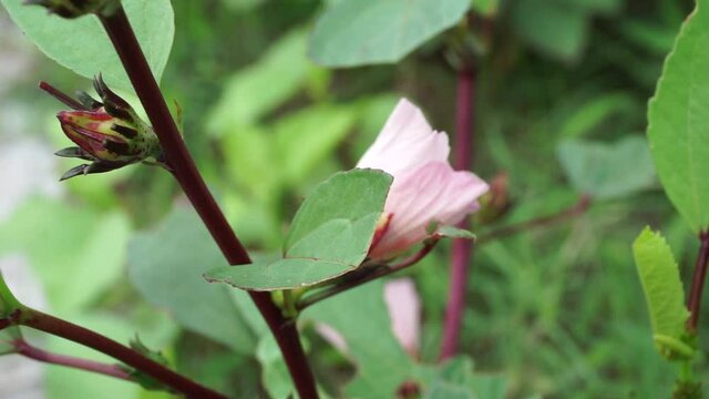 Rosella flower (also called roselle) with a natural background. Use as herbal drink and herbal medicine