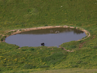 Black grazing cow drinking in the small pond in the middle of the green meadow