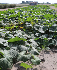 field cultivated with pumpkin and courgettes in the plain with very fertile sandy soil