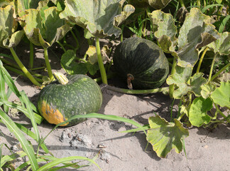 two green pumpkins grown in the very fertile sandy soil