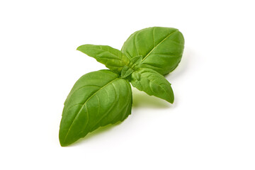 Fresh organic basil leaf, close-up, isolated on white background.