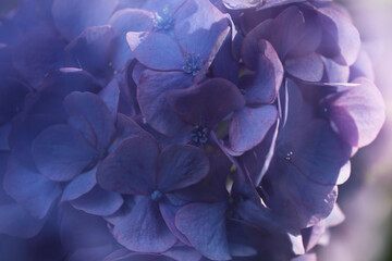 幻想的な紫色のアジサイ