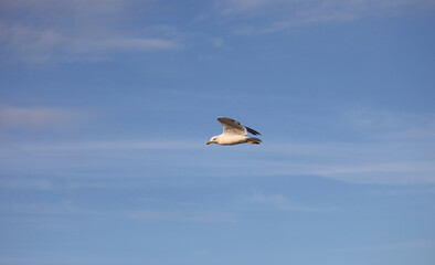 Obraz premium Seagull bird flying high in the sky symbol of freedom