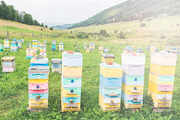 beehives for bees in the mountains, collecting rare honey in the highlands, Beekeeping. Rural landscape with bee hives. Selective focusing. tinted image, sun glare