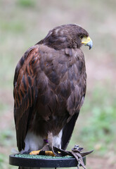 Big bird called Hawk of Harris or Peuco