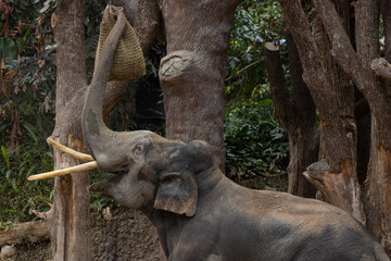 A really big elephant tries to get some food out of the grid. The biggest animal on earth. Amazing how big and beautiful the elephants are.
