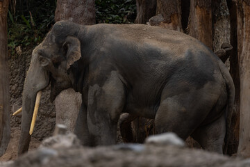 Fototapeta premium A really big elephant tries to get some food out of the grid. The biggest animal on earth. Amazing how big and beautiful the elephants are.